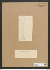 Diatomeae indet. Zeichnungen Sammlung Grunow Nr. 6630 (NHMW-BOT-W0375401)